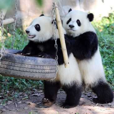 Giant Panda